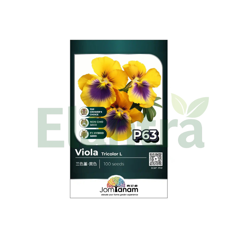 P63 VIOLA